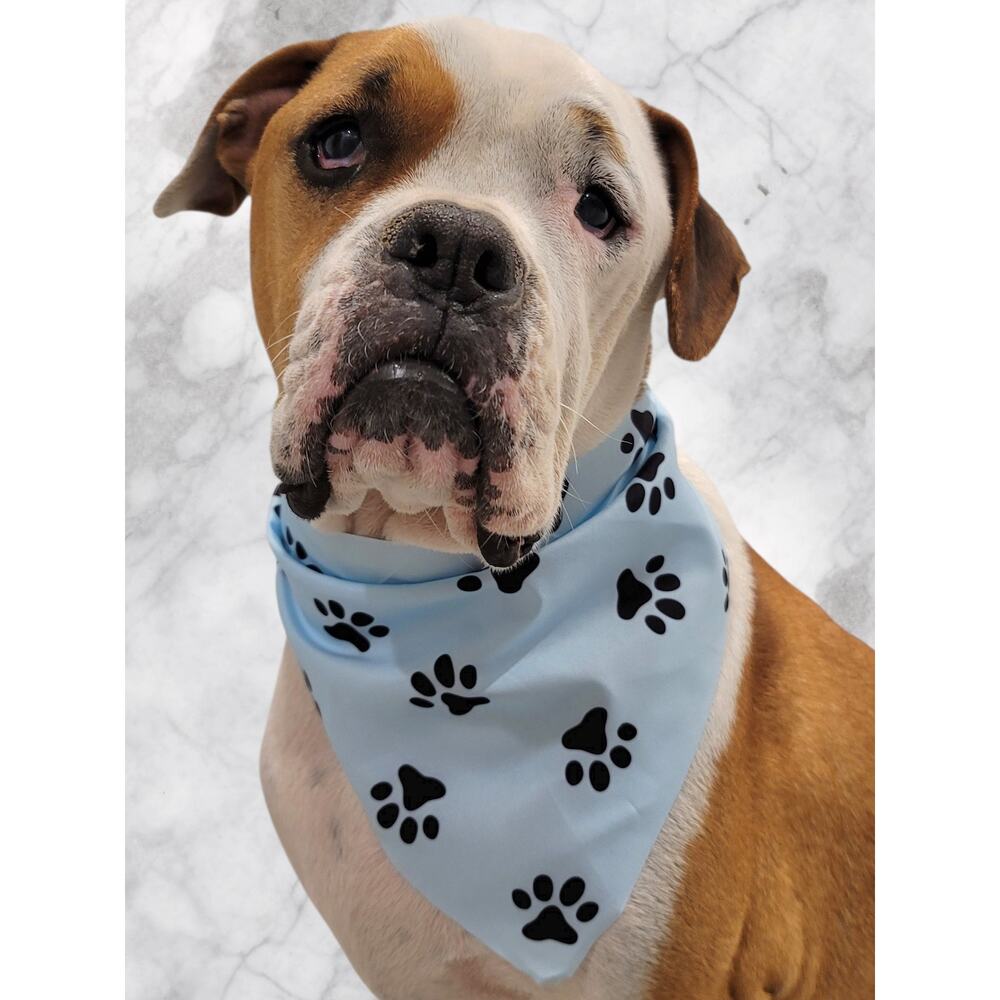 Light Blue Pet Bandana Black Paw Print